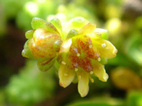 Sedum alpestre